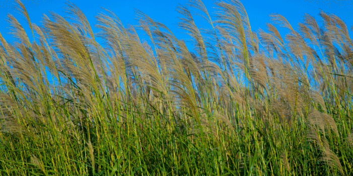 switchgrass