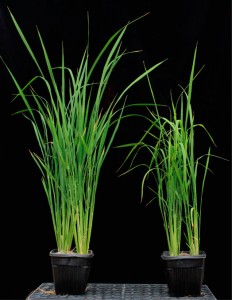 Ronald-Scheller-rice-plants-232x300