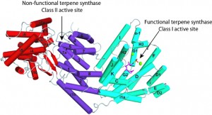 JBEI researchers determined the structure of the AgBIS enzyme and found it to consist of three helical domains, the first three-domain structure ever found in a synthase of sesquiterpenes. This discovery holds importance for advanced biofuels and other applications.