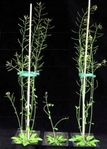 On the right is an Arabidopsis plant engineered to reduce the xylan content while preserving the structural integrity of its cell walls. It compares favorably to wild type plant on the far left. In the middle is a xylan-deficient mutant. 