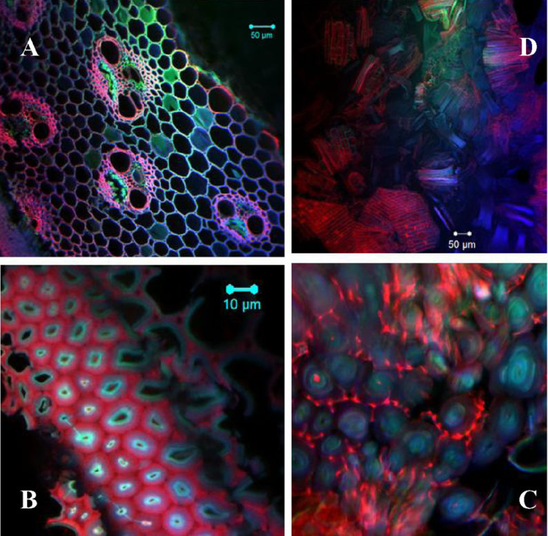 news: Fuels from Biomass: New Technique Can Fast-Track Better Ionic Liquids for Biomass Pre-Treatments