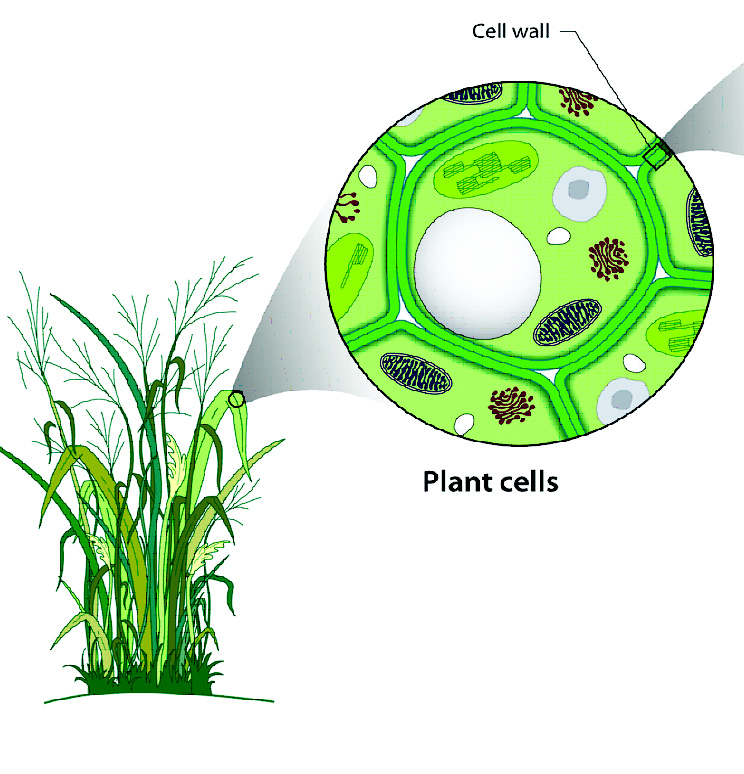 news: Turning Sunlight into Fuel: Ionic Liquid Diet Key to Unlocking Biomass Sugars