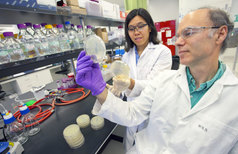 news: Sweet Smell of Success: JBEI Researchers Boost Methyl Ketone Production in E. coli