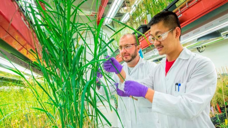 news: Biofuel Proteomics: JBEI Researchers Use Proteomics to Profile Switchgrass