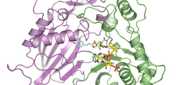 news: New Way to Reduce Plant Lignin Could Lead to Cheaper Biofuels