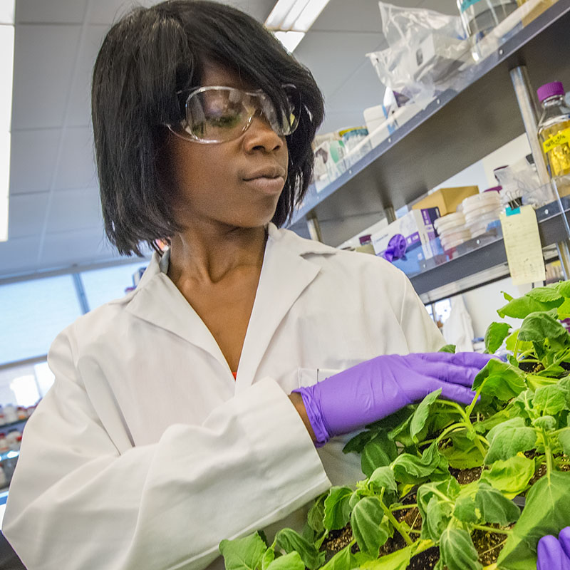 iCLEM 2014 High School Students at JBEI (Joint BioEnergy Institute) - student working photos - Danyelle Cross.