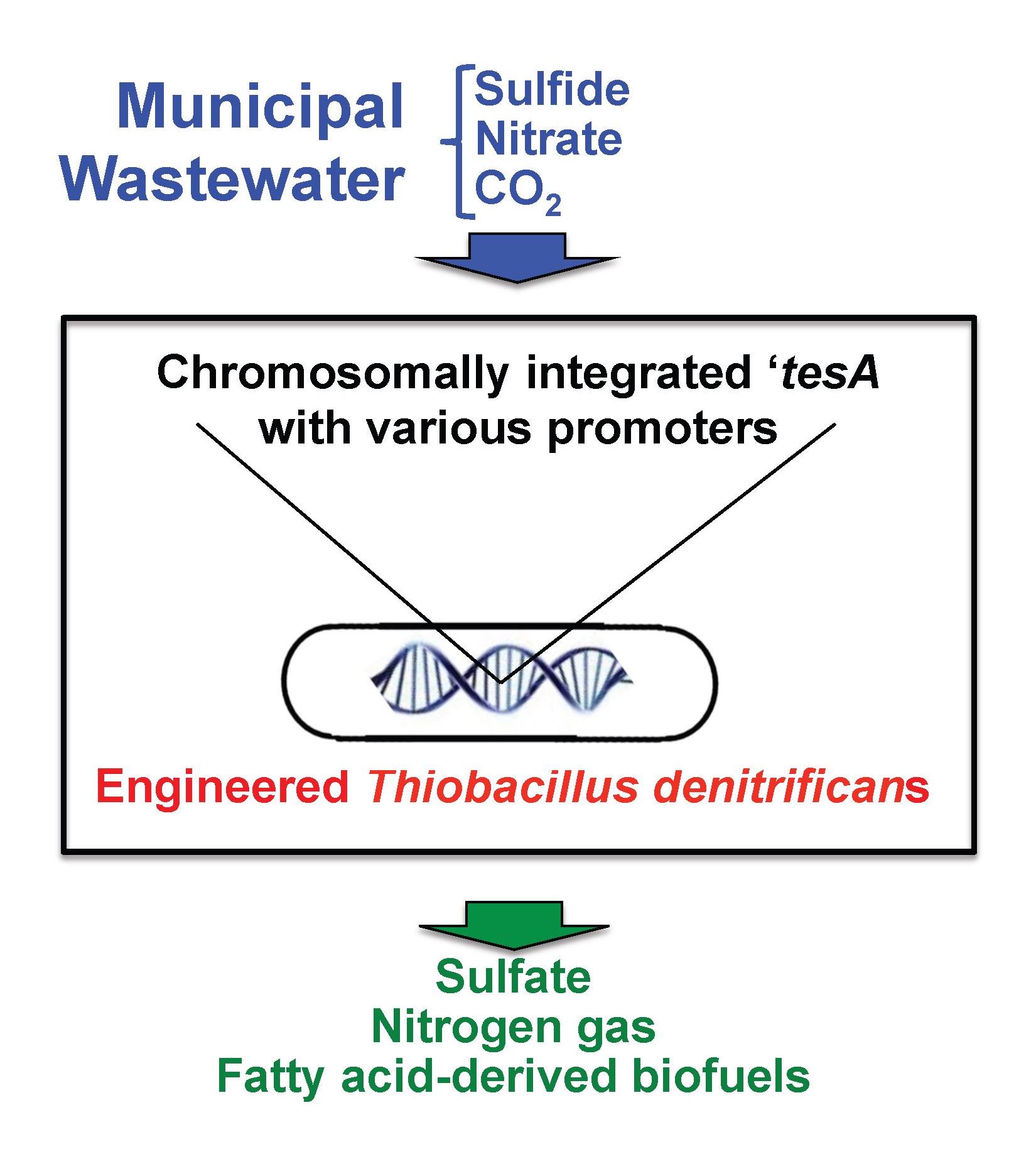 fig for summary text