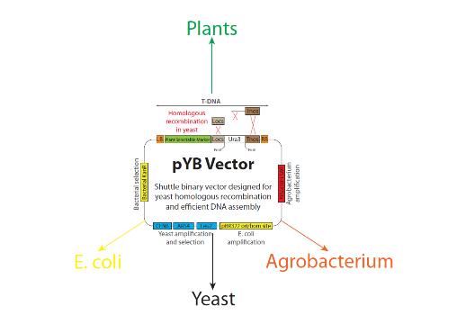 news: New Plant Synbio Tool Breaks With Tradition
