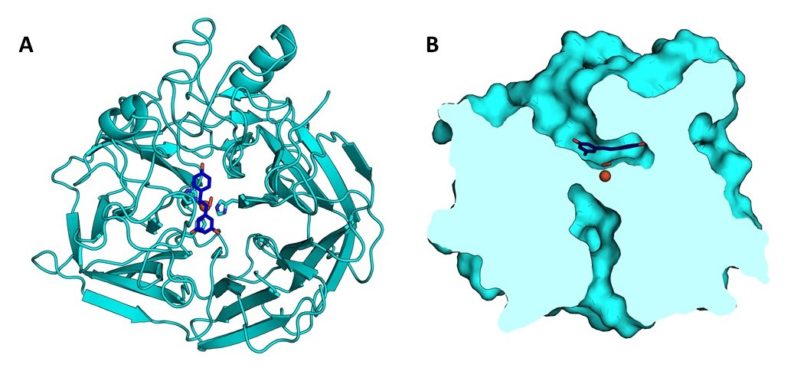 The crystal structures of NOV1 were determined to 1.61 Å without ligand, 1.89 Å with resveratrol (a substrate), and 1.75 Å with vanillin. (A) The overall fold of NOV1 is a seven-bladed β-propeller. A mononuclear iron (orange) coordinated by four histidines is located down the central axis of the propeller. Dioxygen (red) is shown coordinated to the iron, and resveratrol (blue) binds with its central double bond proximal to the oxygen. (B) A surface slice representation, oriented perpendicular to the β-propeller axis shows the shape of the active site cavity and the arrangement of iron, dioxygen, and resveratrol.