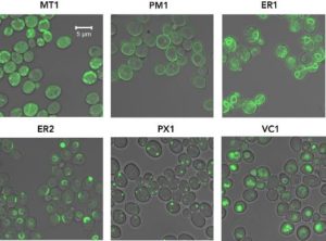 Subcellular localization of GFP can be modified using protein tags. 