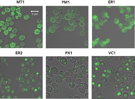 news: New Cas9-based Toolkit Eases Obstacles in Genetic Engineering