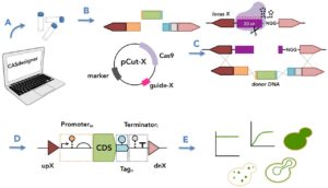 Cas9-based toolkit for programming gene expression in S. cerevisiae.