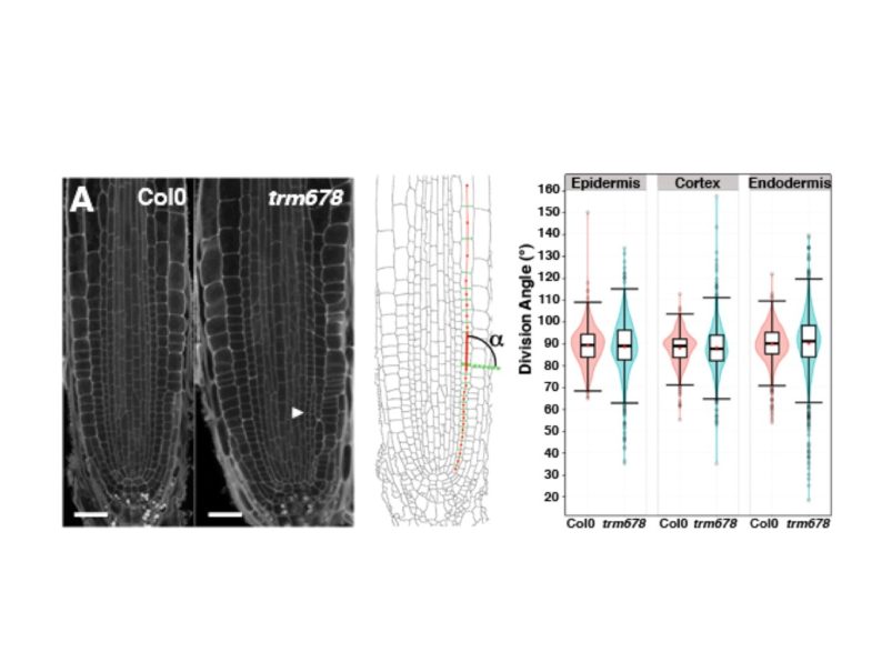 news: New Science Study Provides Further Insight Into Plant Cell Division