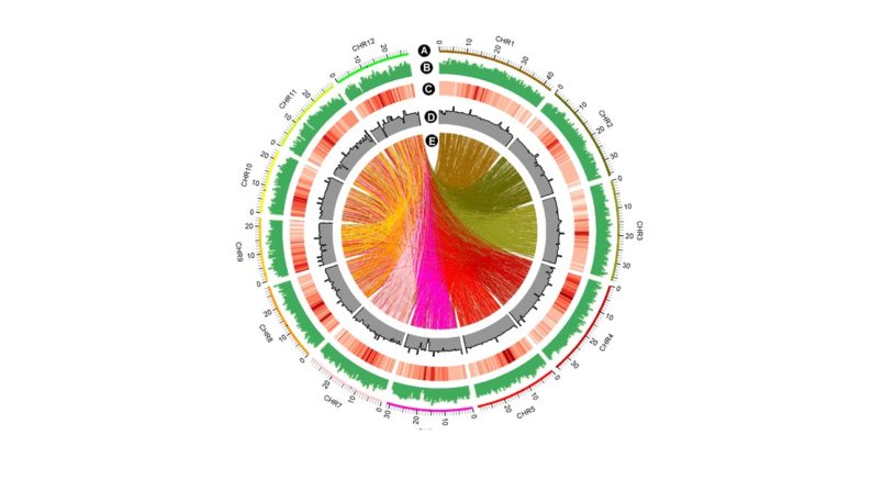 news: A Whole-Genome Sequenced Rice Mutant Resource for the Study of Biofuel Feedstocks