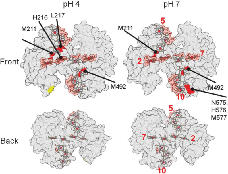 news: JBEI contributes to study that reveals how oxygen-deprived protein loosely binds to a mineral