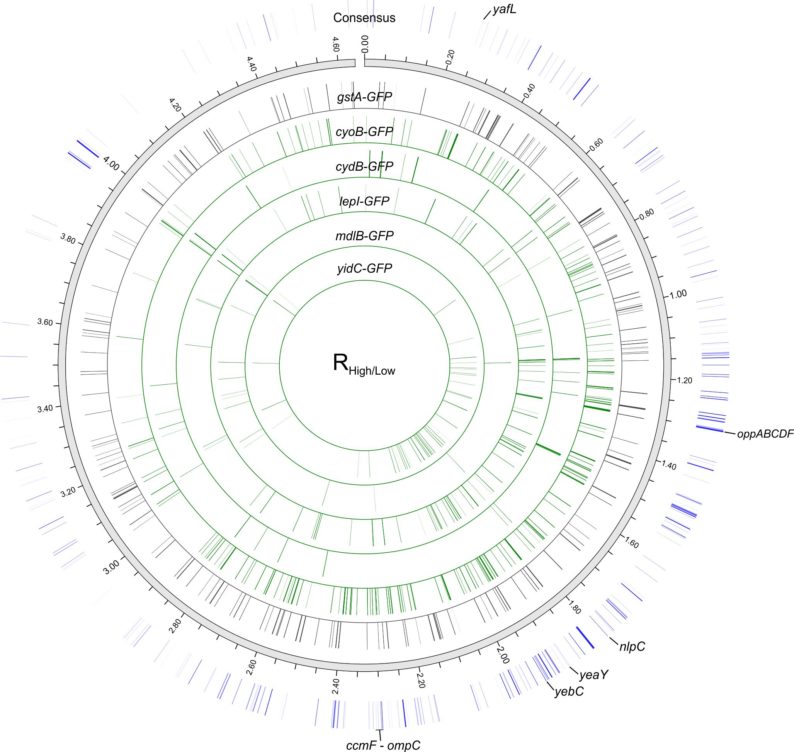 news: JBEI Researchers Improve Membrane Protein Expression And Function Using Genomic Edits