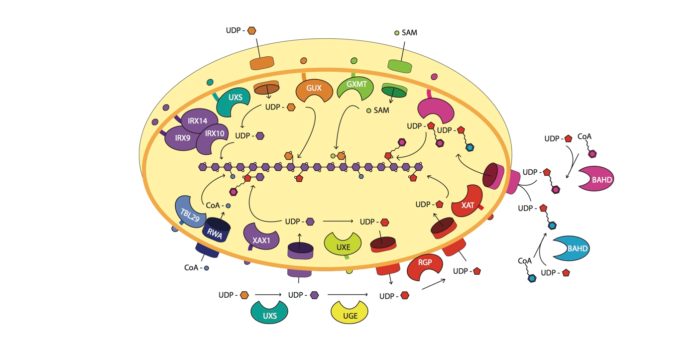 cell wall biology and engineering