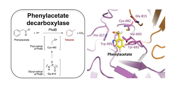 news: JBEI Enzyme Discovery Enables First-Time Microbial Production of the Octane Booster Toluene