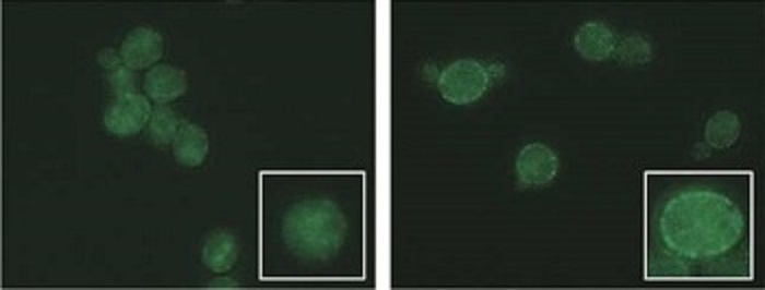 news: Scientists discover how to protect yeast from damage in biofuel production