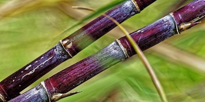 news: The highly complex sugarcane genome has finally been sequenced