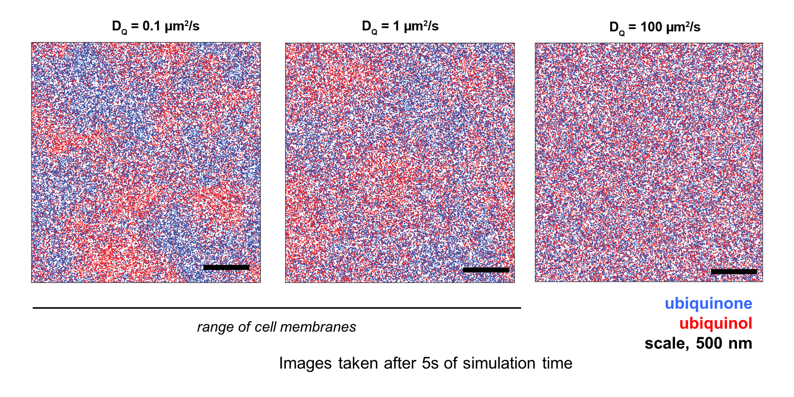 Simulations of ubiquinone distribution on the surface of a bacterial cell. Each square represents the membrane of a cell with different characteristics viscosities, which are experimentally controlled in this study from high (left) to low (right). The dots represent molecules called ubiquinones––small molecules that change that shuttle electrons between enzymes during respiration. Red dots are carrying two electrons, while blue ones are empty. These electrons are finally designated to oxygen, which gets consumed during respiration. Under the viscous membrane conditions (left), the electron carriers form patches of red and blue dots because diffusion is not fast enough to keep up with the speed of respiration enzymes in these locations. This ‘patchiness’ is a hallmark of diffusion in the reaction.