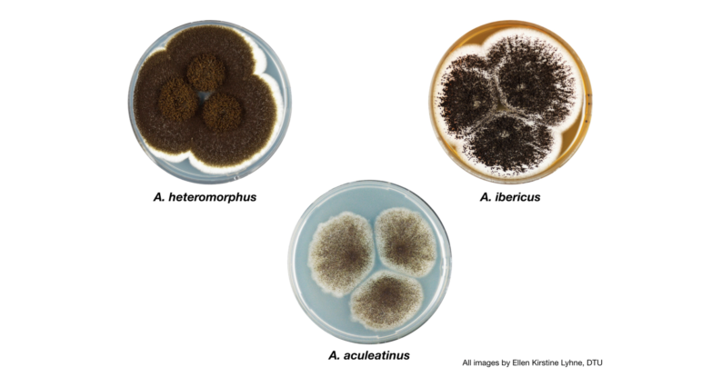 news: Researchers build a genetic profile for a section of Aspergillus fungi