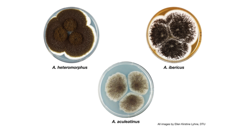 news: Researchers build a genetic profile for a section of Aspergillus fungi