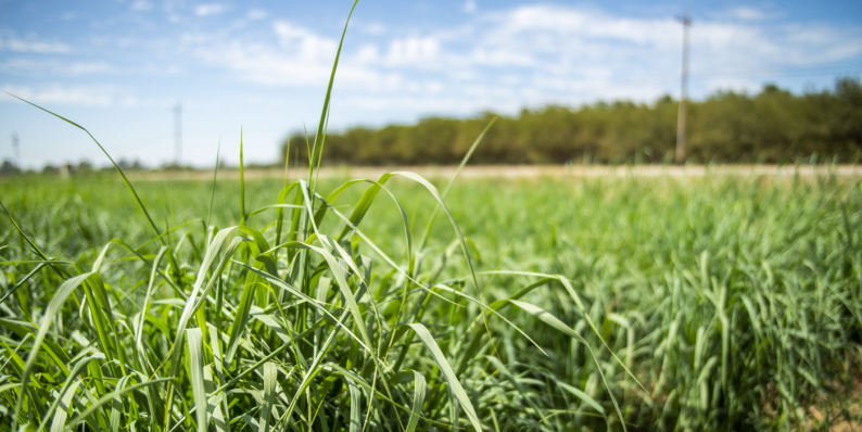 news: Turning the Switch on Biofuels