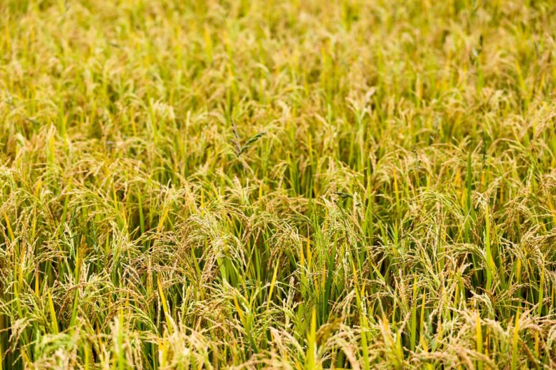 news: CRISPR Genome Editing Strategy Could Improve Rice, Other Crops