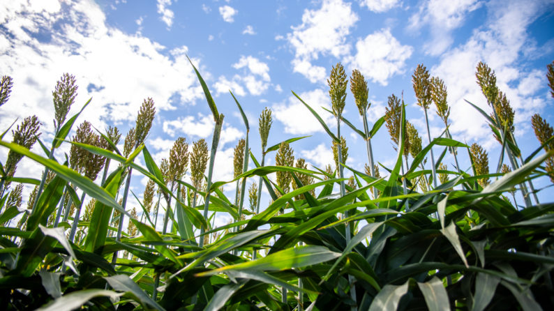 news: Making Biofuels Cheaper by Putting Plants to Work