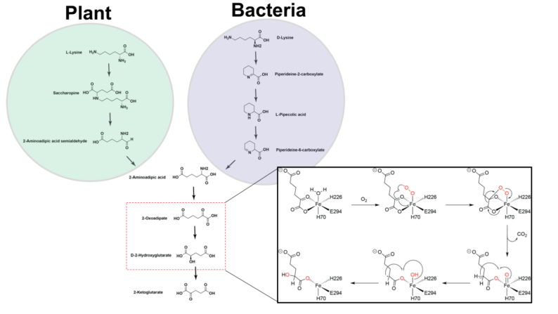 news: Finding the missing step of an important molecular process