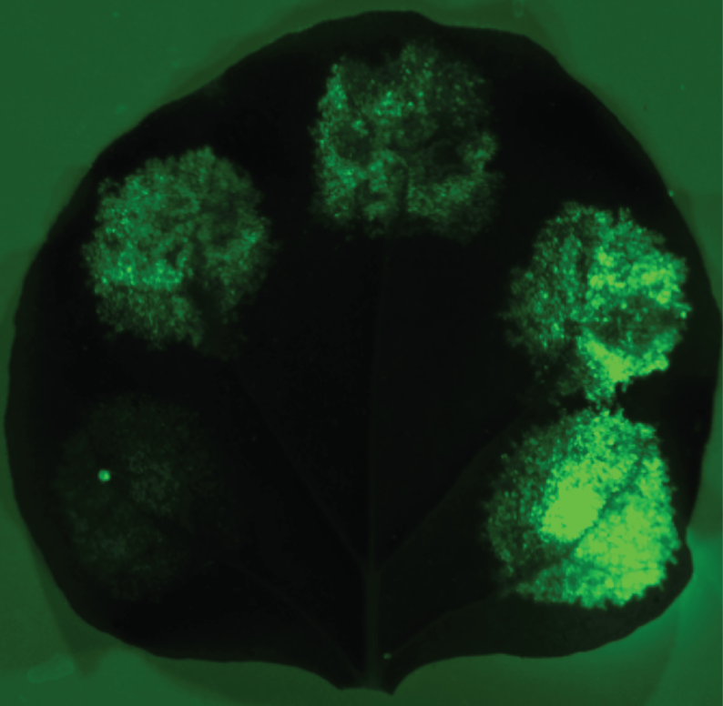 synthetic biology tools