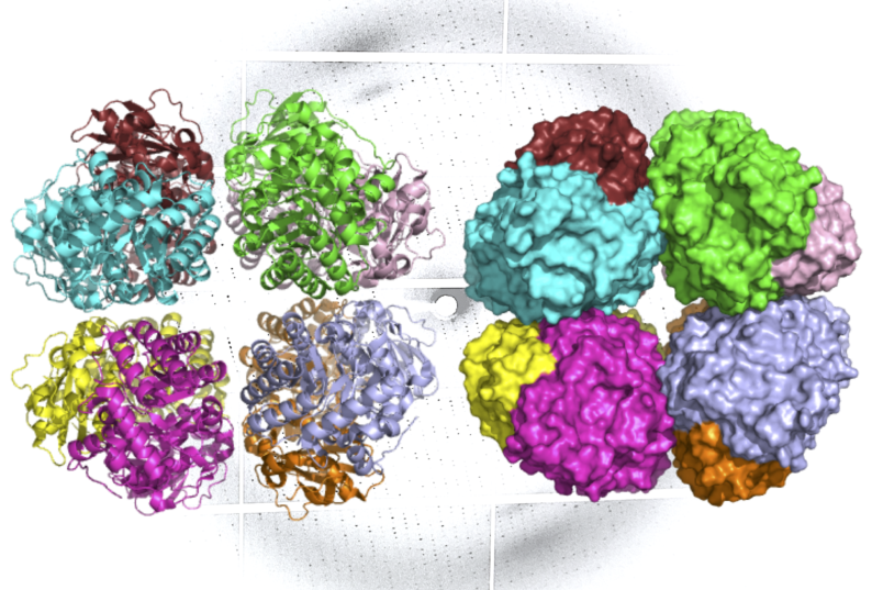 news: Study Finds ‘Missing Link’ in the Evolutionary History of Carbon-Fixing Protein Rubisco