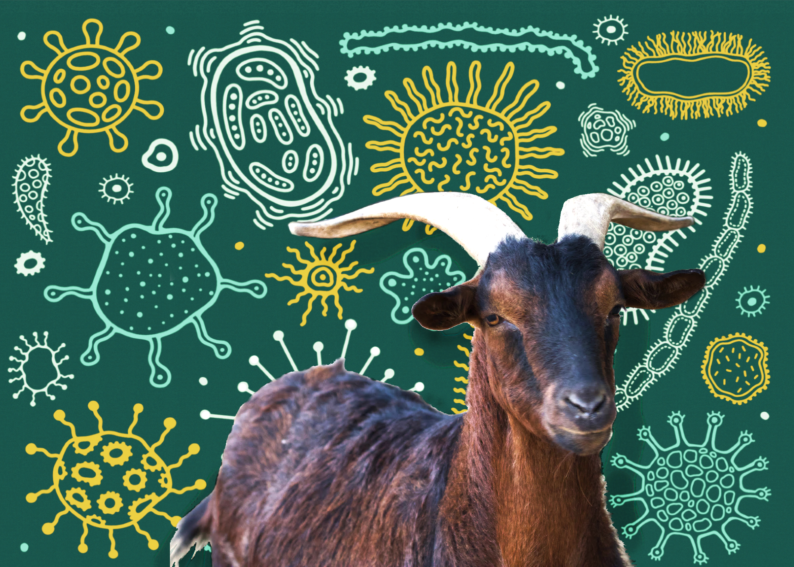 news: The Green Secrets of Goat Poop