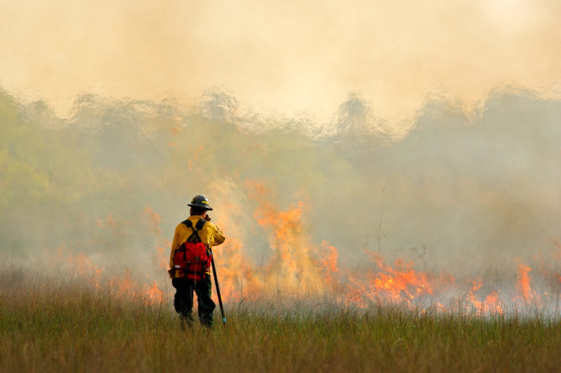 news: From Smoky Skies to a Green Horizon: Scientists Convert Fire-Risk Wood into Biofuel