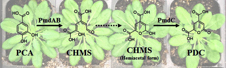 news: Supplying Sustainably Sourced Biomaterial Building Blocks from Plant Feedstocks