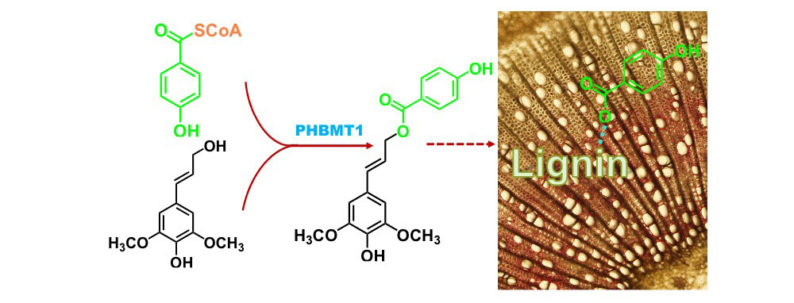 news: Scientists ID Enzyme for Making Key Industrial Chemical in Plants