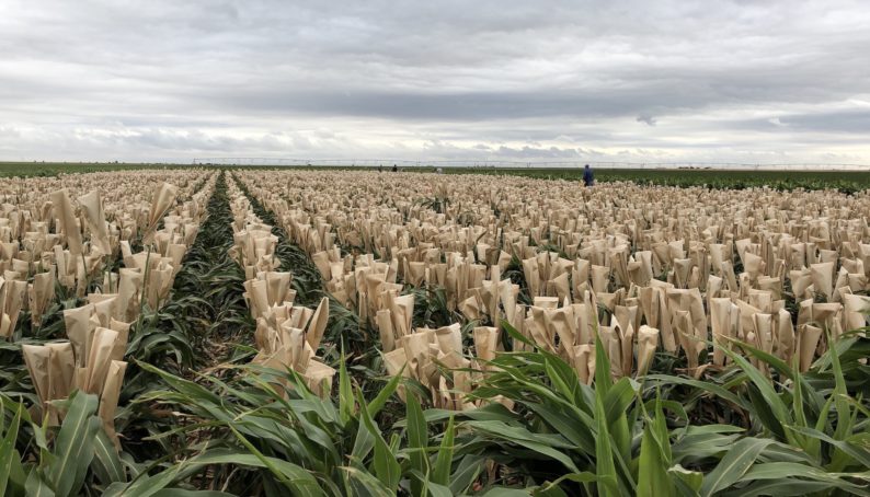 visit page Bioenergy Crop Engineering