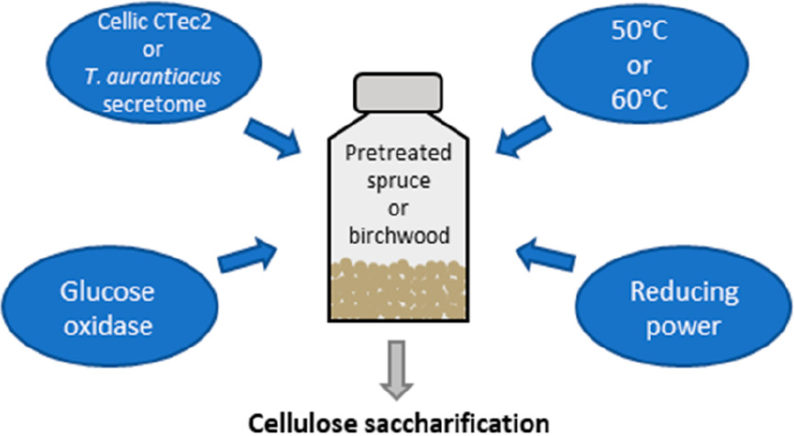 news: Searching to Improve a Key Step in Biomass Deconstruction