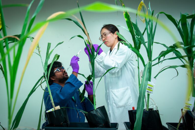 Two scientists wearing lab coats, gloves, and protective glasses, examine sorghum plants in a plant growth chamber.