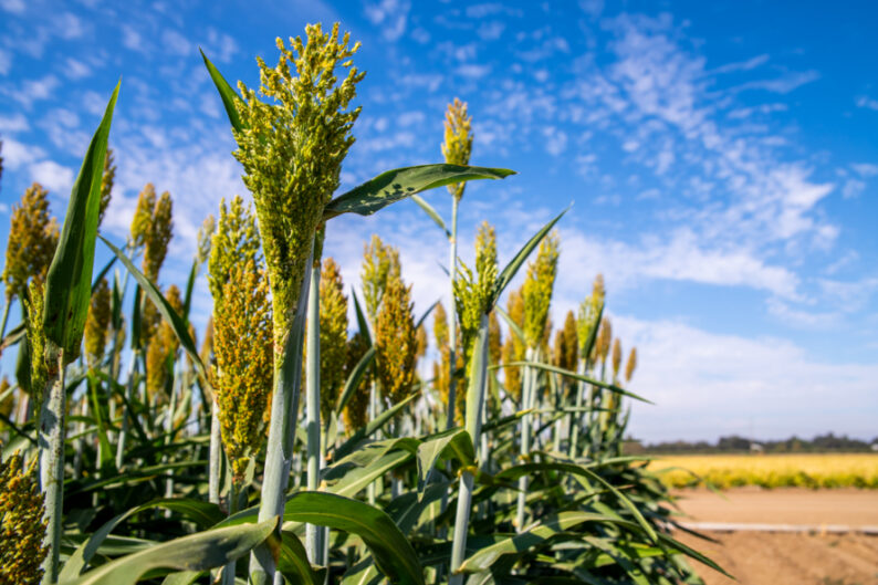 news: A Roadmap for Gene Regulation in Plants