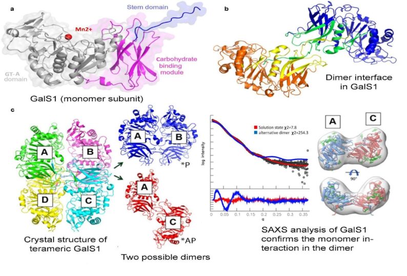 news: Understanding the Molecular Players Involved in Creating Parts of Plant Cell Walls