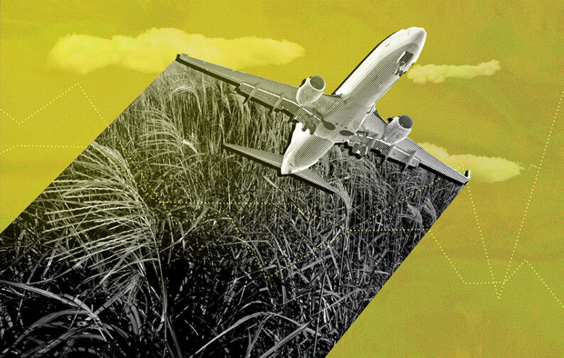 news: Biofuels and Carbon Crops Take Flight