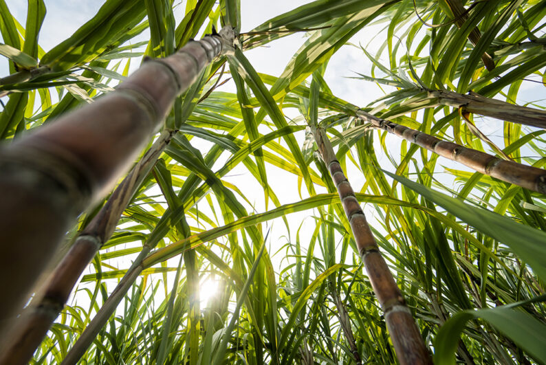 Photo of sugarcane stalks from an upward looking perspective