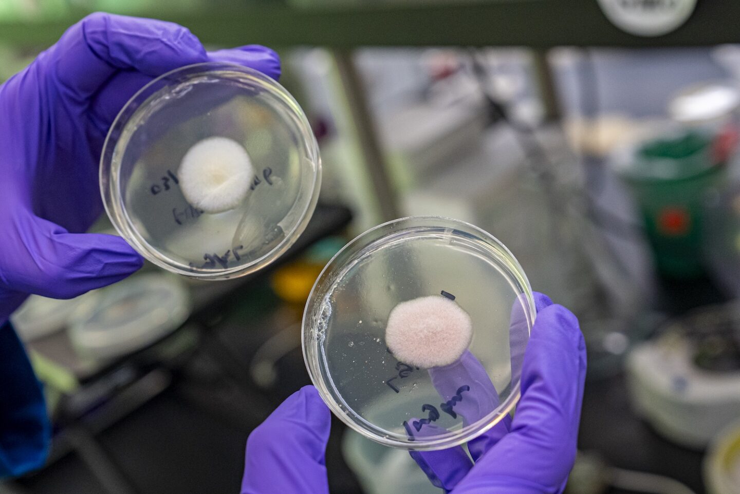 Two gloved hands holding petri dishes of fungi.