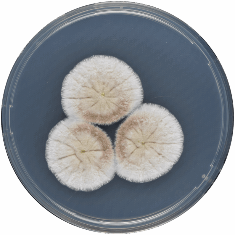 latest news: A Deeper Look into Fungal Species Reveals Biomanufacturing Potential