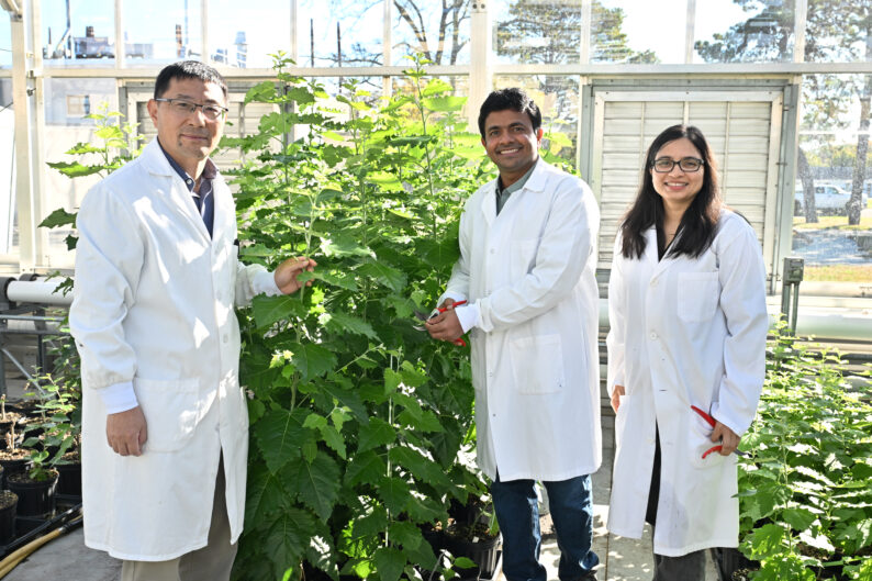 Latest News: Harnessing Plants’ Plasticity to Make Key Industrial Chemical