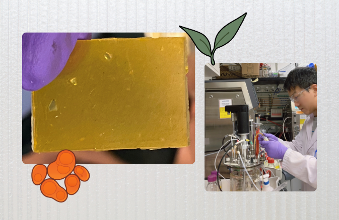Latest News: Microbes Generate Customizable Bio-Based Plastics Designed for Infinite Recycling